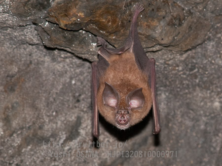ニホンキクガシラコウモリ　Rhinolophus nippon　Greater Japanese horseshoe bat
