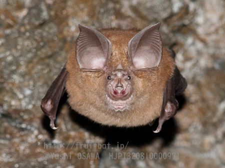 ニホンキクガシラコウモリ　Rhinolophus nippon　Greater Japanese horseshoe bat