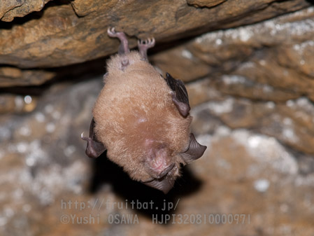 ニホンキクガシラコウモリ　Rhinolophus nippon　Greater Japanese horseshoe bat