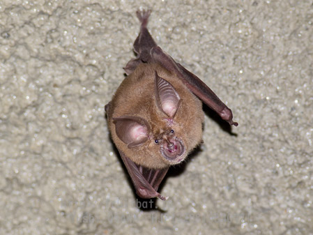 ニホンキクガシラコウモリ　Rhinolophus nippon　Greater Japanese horseshoe bat