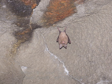 ニホンキクガシラコウモリ　Rhinolophus nippon　Greater Japanese horseshoe bat