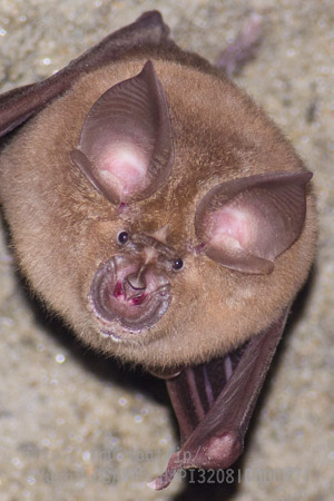 ニホンキクガシラコウモリ　Rhinolophus nippon　Greater Japanese horseshoe bat