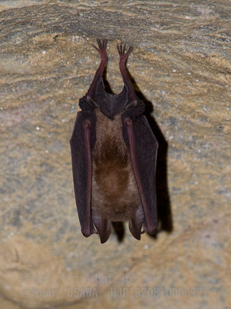 ニホンキクガシラコウモリ　Rhinolophus nippon　Greater Japanese horseshoe bat