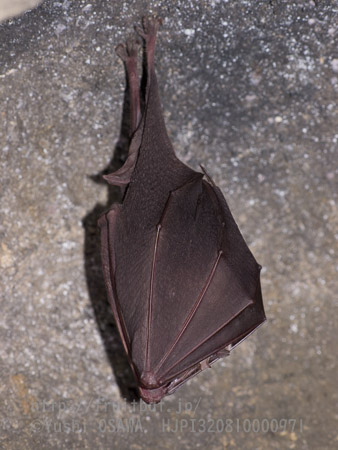 ニホンキクガシラコウモリ　Rhinolophus nippon　Greater Japanese horseshoe bat