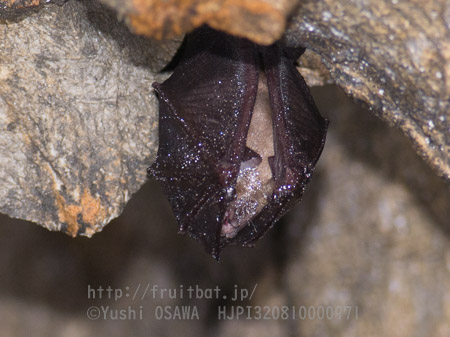 ニホンキクガシラコウモリ　Rhinolophus nippon　Greater Japanese horseshoe bat