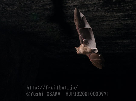 ニホンキクガシラコウモリ　Rhinolophus nippon　Greater Japanese horseshoe bat