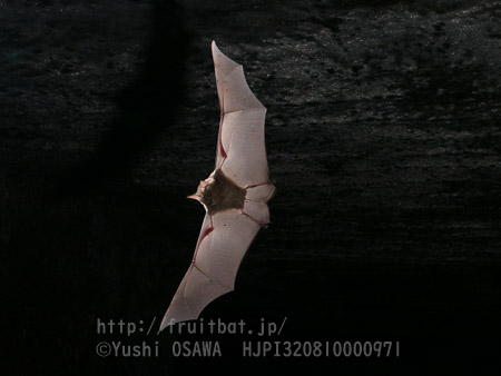 ニホンキクガシラコウモリ　Rhinolophus nippon　Greater Japanese horseshoe bat