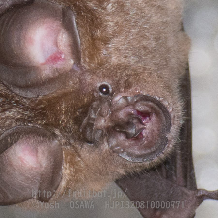 ニホンキクガシラコウモリ　Rhinolophus nippon　Greater Japanese horseshoe bat