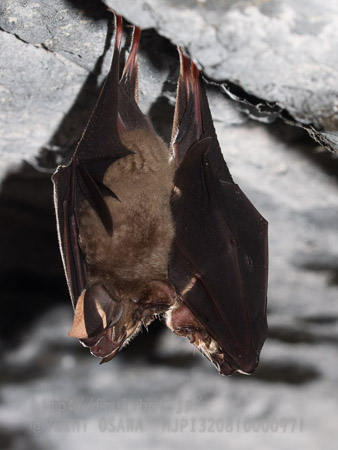 ニホンキクガシラコウモリ　Rhinolophus nippon　Greater Japanese horseshoe bat