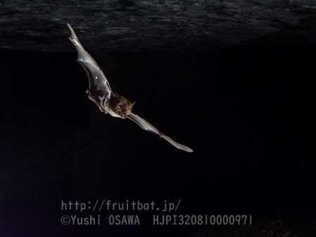 ニホンキクガシラコウモリ　Rhinolophus nippon　Greater Japanese horseshoe bat