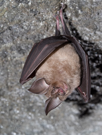 ニホンキクガシラコウモリ　Rhinolophus nippon　Greater Japanese horseshoe bat