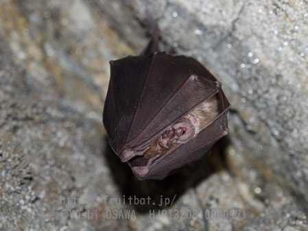 ニホンキクガシラコウモリ　Rhinolophus nippon　Greater Japanese horseshoe bat