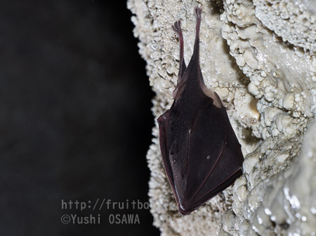 ニホンキクガシラコウモリ　Rhinolophus nippon　Greater Japanese horseshoe bat