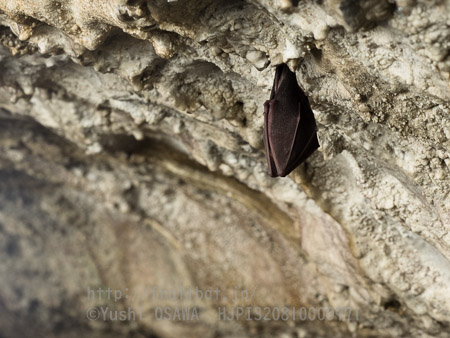 ニホンキクガシラコウモリ　Rhinolophus nippon　Greater Japanese horseshoe bat