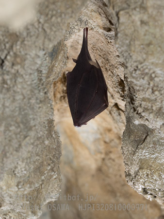 ニホンキクガシラコウモリ　Rhinolophus nippon　Greater Japanese horseshoe bat
