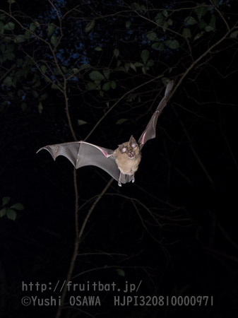 ニホンキクガシラコウモリ　Rhinolophus nippon　Greater Japanese horseshoe bat