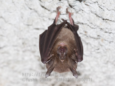 ニホンキクガシラコウモリ　Rhinolophus nippon　Greater Japanese horseshoe bat
