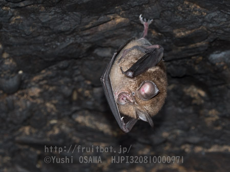 ニホンキクガシラコウモリ　Rhinolophus nippon　Greater Japanese horseshoe bat