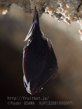 ニホンキクガシラコウモリ　Rhinolophus nippon　Greater Japanese horseshoe bat