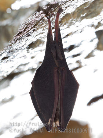 ニホンキクガシラコウモリ　Rhinolophus nippon　Greater Japanese horseshoe bat