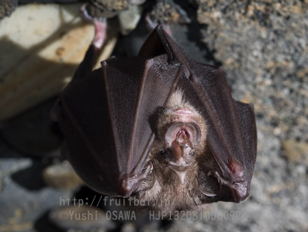 ニホンキクガシラコウモリ　Rhinolophus nippon　Greater Japanese horseshoe bat
