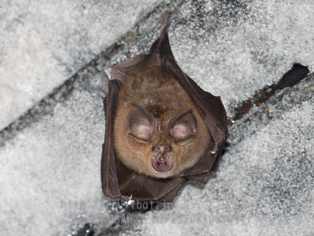 ニホンキクガシラコウモリ　Rhinolophus nippon　Greater Japanese horseshoe bat