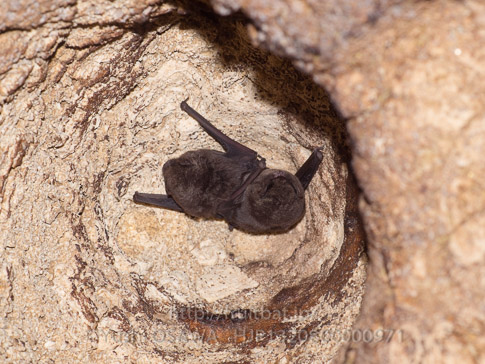 リュウキュウユビナガコウモリ　Miniopterus fuscus　East-Asian bent-winged bat