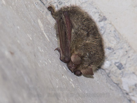 テングコウモリ　Murina hilgendorfi　Hilgendorf's tube-nosed Bat