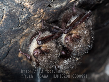 テングコウモリ　Murina hilgendorfi　Hilgendorf's tube-nosed Bat