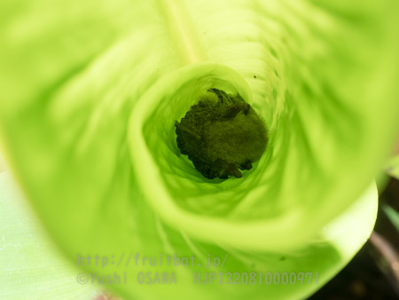 ウーリーコウモリ　Kerivoula hardwickii　Common Woolly Bat