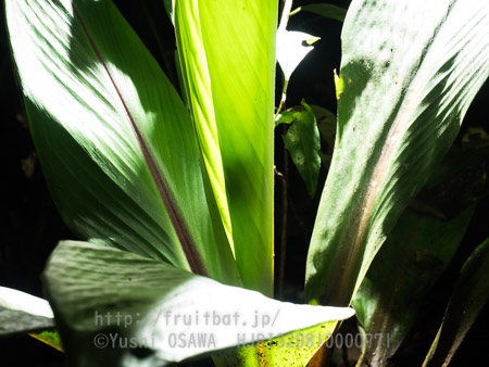 ウーリーコウモリ　Kerivoula hardwickii　Common Woolly Bat