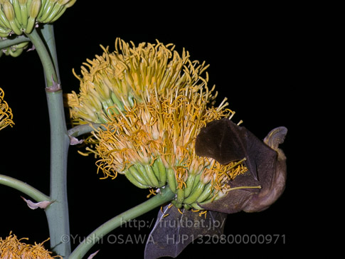 カリフォルニアオオミミナガヘラコウモリ　Macrotus californicus　California leaf-nosed bat