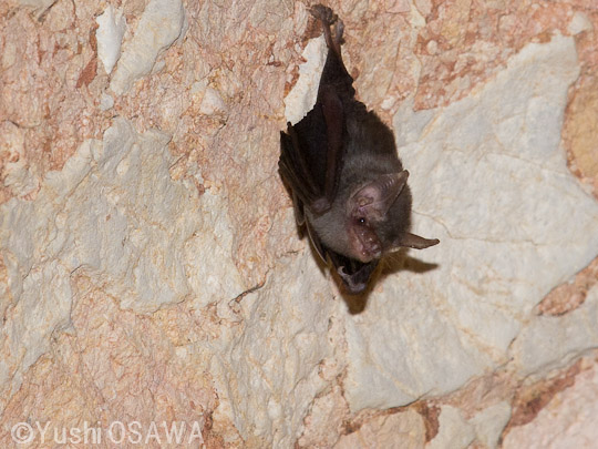 キティブタバナコウモリ　Craseonycteris thonglongyai　Kitti's hog-nosed bat