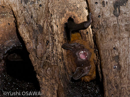 コバネコウモリ　Philetor brachypterus　Rohu's Bat