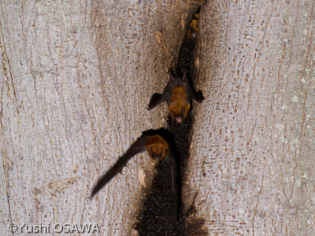 コバネコウモリ　Philetor brachypterus　Rohu's Bat