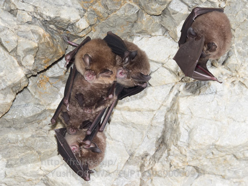 コキクガシラコウモリ　Rhinolophus cornutus　Least horseshoe bat