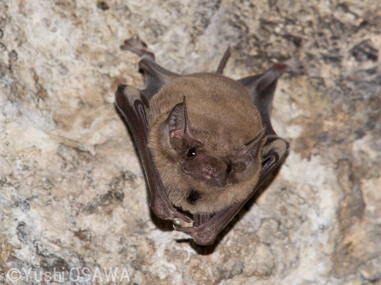 クロヒゲツームコウモリ　Taphozous melanopogon　Black-bearded tomb bat