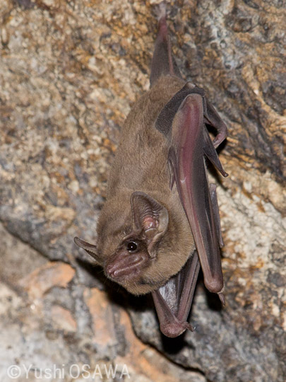 クロヒゲツームコウモリ　Taphozous melanopogon　Black-bearded tomb bat