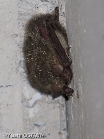 テングコウモリ　Murina leucogaster　Tube-nosed Bat