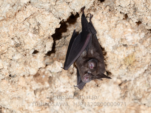ヤエヤマコキクガシラコウモリ Rhinolophus perditus　Yaeyama little horseshoe bat