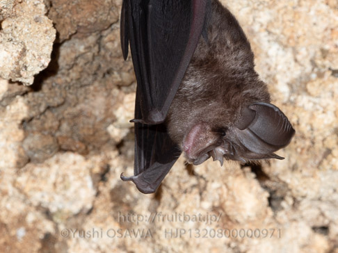 ヤエヤマコキクガシラコウモリ Rhinolophus perditus　Yaeyama little horseshoe bat