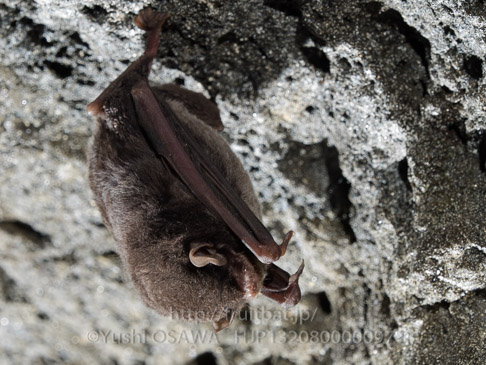 ユビナガコウモリ　Miniopterus fuliginosus　Eastern Bent-winged Bat