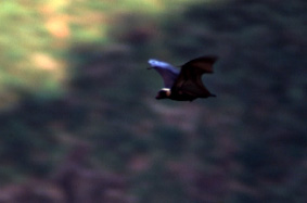 �g���K�I�I�R�E����