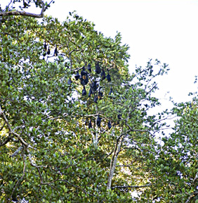 ���K�l�I�I�R�E�����̃R���j�[