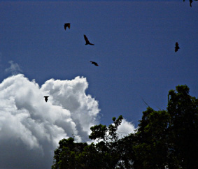 �˂�����ړ����郁�K�l�I�I�R�E����