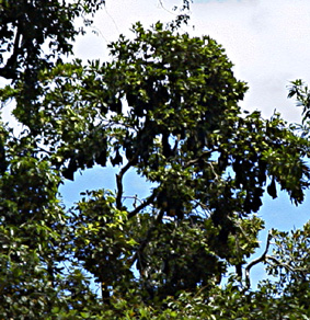 ���H����R���j�[�𒭂߂��Ƃ���