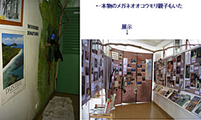 �R�E�����֌W�̓W���͂������A�{���̃I�I�R�E�������E�E�E