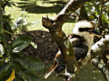 ���b�h�~���̃x�����_�̖ڂ̑O�Ƀ����C�J���Z�~������