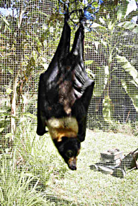 �o�b�g�n�E�X�Ŏ����Ă��郁�K�l�I�I�R�E����