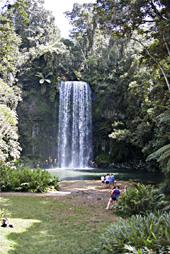 �~���[�~���[�̑�